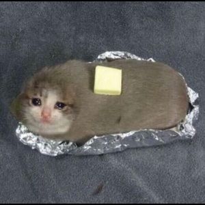 Meet your Posher, Sammy